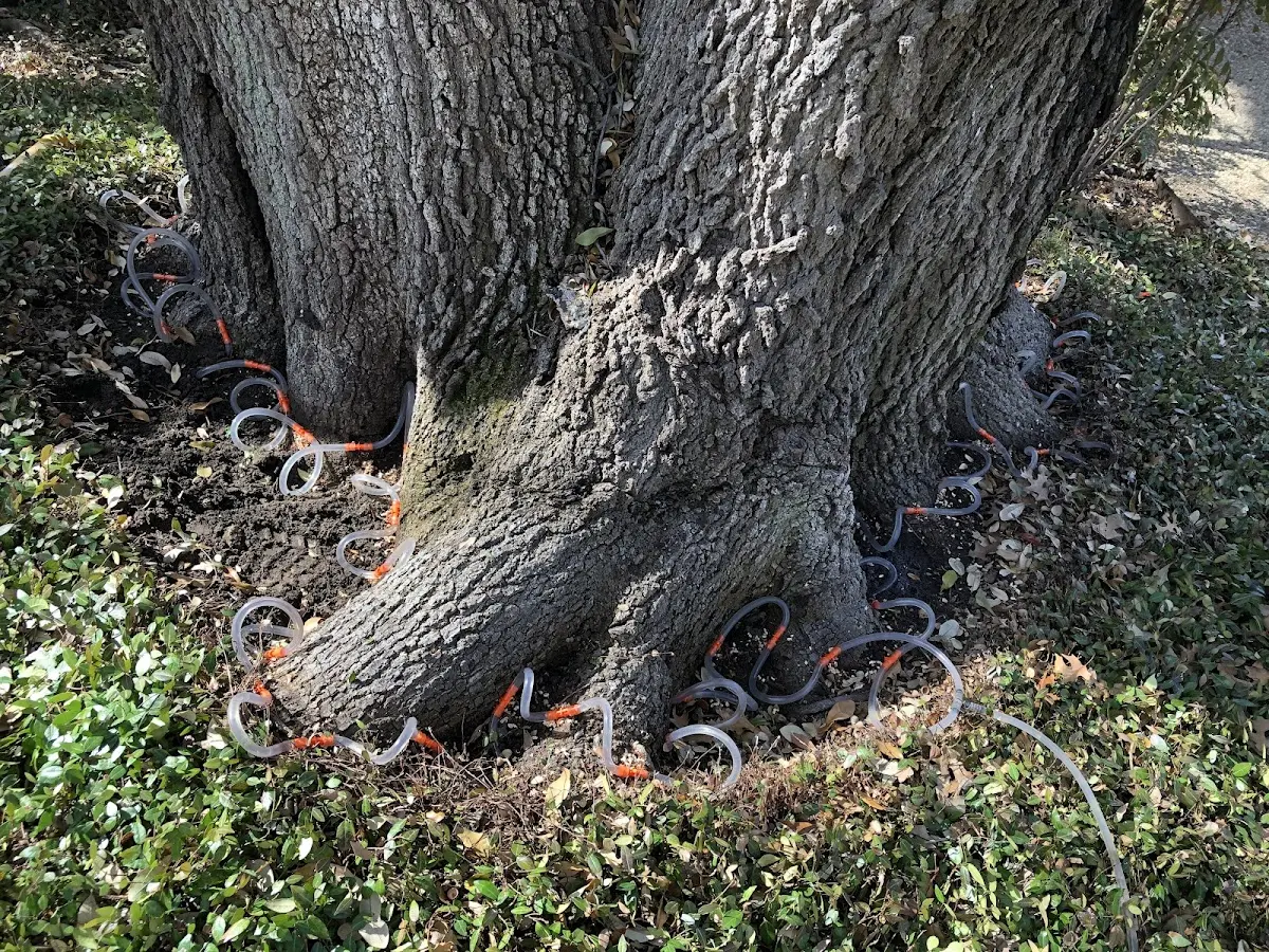 Detailed Tree Cabling and Bracing job site in Seatonville