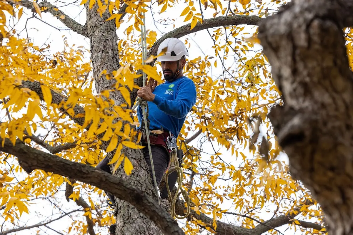 Skilled Tree Trimming crew working in Seatonville