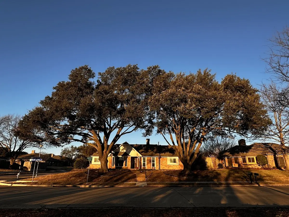 Established residential canopy tree shading a home in Seatonville